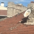 5. Kattan ölmek üzereyken kurtrılan yavrulara yuva arıyoruz fotoğraf