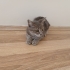 5. Kattan ölmek üzereyken kurtrılan yavrulara yuva arıyoruz fotoğraf