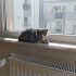5. Kattan ölmek üzereyken kurtrılan yavrulara yuva arıyoruz fotoğraf