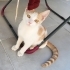 OYUNSEVER DOST CANLISI EŞREF KEDİMİZE YUVA ARIYORUZ. fotoğraf