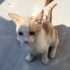OYUNSEVER DOST CANLISI EŞREF KEDİMİZE YUVA ARIYORUZ. fotoğraf