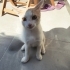 OYUNSEVER DOST CANLISI EŞREF KEDİMİZE YUVA ARIYORUZ. fotoğraf