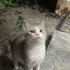 Duman oğlan yuvasını arıyor fotoğraf