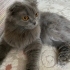ÜCRETSİZ SAHİPLENDİRİYORUM ACİL İLAN fotoğraf