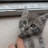 Acil Yuvalandırma 6-7 Aylık Epilepsi Kedi fotoğraf