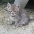 Acil Yuvalandırma 6-7 Aylık Epilepsi Kedi fotoğraf