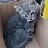 Acil Yuvalandırma 6-7 Aylık Epilepsi Kedi fotoğraf