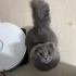 acil ilan ücretsiz sahiplendiriyorum fotoğraf