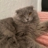acil ilan ücretsiz sahiplendiriyorum fotoğraf