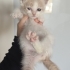 Cins görünümlü tatlı kedi latte fotoğraf
