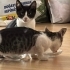 🥹 ACİL YUVA ARIYORLAR YAVRU KEDİLER fotoğraf