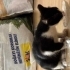 🥹 ACİL YUVA ARIYORLAR YAVRU KEDİLER fotoğraf