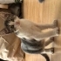 🥹 ACİL YUVA ARIYORLAR YAVRU KEDİLER fotoğraf