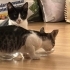 🥹 ACİL YUVA ARIYORLAR YAVRU KEDİLER fotoğraf