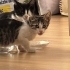 🥹 ACİL YUVA ARIYORLAR YAVRU KEDİLER fotoğraf