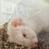 Ücretsiz Hamster fotoğraf