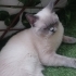 Kedimiz blue point cinsi fotoğraf
