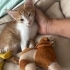 Annem beni Koruyucu anne evinde dünyaya getirdi sokakları bilmem 🐾🏠🙏🏻🏡 fotoğraf