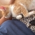 Annem beni Koruyucu anne evinde dünyaya getirdi sokakları bilmem 🐾🏠🙏🏻🏡 fotoğraf