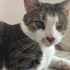 Aşılı, kısırlaştırılmış, sevecen / İstanbul kedi sahiplendirme fotoğraf