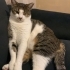 Aşılı, kısırlaştırılmış, sevecen / İstanbul kedi sahiplendirme fotoğraf