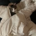 Aşılı, kısırlaştırılmış, sevecen / İstanbul kedi sahiplendirme fotoğraf