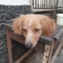 Acil yuva sokağa atılmış fotoğraf