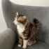 Sıcakkanlı ve ilgi meraklısı kedim kıvılcıma yuva arıyoruz fotoğraf