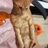 Sarı yumurcak kendisine ömürlük yuva arıyor fotoğraf