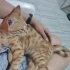 Sarı yumurcak kendisine ömürlük yuva arıyor fotoğraf