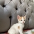 2 Aylık Erkek Yavru Kedi Sahiplendirme İlanı fotoğraf