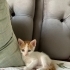 2 Aylık Erkek Yavru Kedi Sahiplendirme İlanı fotoğraf