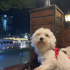 doraya acil aile arıyorum fotoğraf