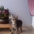 1,5 aylık miniğimize acil yuva fotoğraf