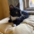 Çok sevecen ve uyumlu, 2.3. kedi olabilir fotoğraf
