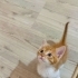 SEZAR YUVA ARIYOR fotoğraf