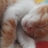SEZAR YUVA ARIYOR fotoğraf
