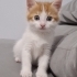 1.5 aylık erkek sarman fotoğraf