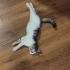 Şila bebek  ömürlük yuvasını arıyor fotoğraf