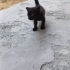 Leo Luna milo ömürlük yuvasını arıyor fotoğraf