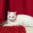 Acill sokaktan bulduk fotoğraf
