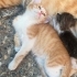 4 yavrumuz ömürlük yuvasını arıyor 🐾 fotoğraf