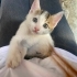 4 yavrumuz ömürlük yuvasını arıyor 🐾 fotoğraf