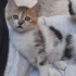 4 yavrumuz ömürlük yuvasını arıyor 🐾 fotoğraf