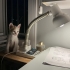 aşıları tam acil yuva arıyoruz 🥺 fotoğraf