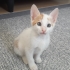 aşıları tam acil yuva arıyoruz 🥺 fotoğraf