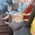 FRANSIZ BULLDOG YAVRUMUZA ÖMÜRLÜK ÜCRETSİZ YUVA ARIYORUZ fotoğraf