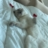 Beyaz prens Lokitom fotoğraf