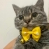Yuva bulamazsak sokağa atacaklar Acil yuva🥺 fotoğraf