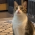 Sessiz sakin sevecen erkek kedi ücretsiz ilan fotoğraf